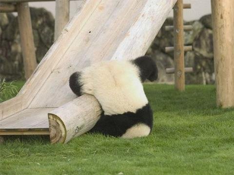 panda-fail.jpg