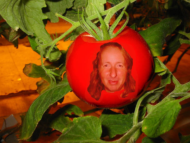 fat tomato.jpg