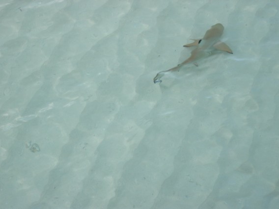 Shark (568 x 426).jpg