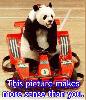 panda makes more sense.jpg